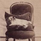 A dead dog on an armchair